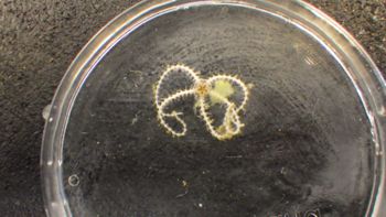 Media type: image;   Invertebrate Zoology 153114 Description: live specimen;